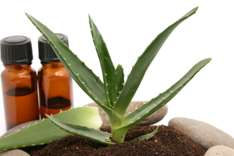 6 Beneficios del Aloe Vera