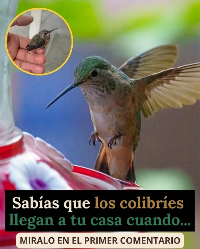 La Visita de un Colibrí a tu Hogar: Entre la Ciencia, la Naturaleza y las Creencias Populares