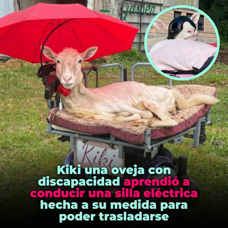 Kiki, la ovejita que conduce su propia silla motorizada y se convirtió en un símbolo de superación
