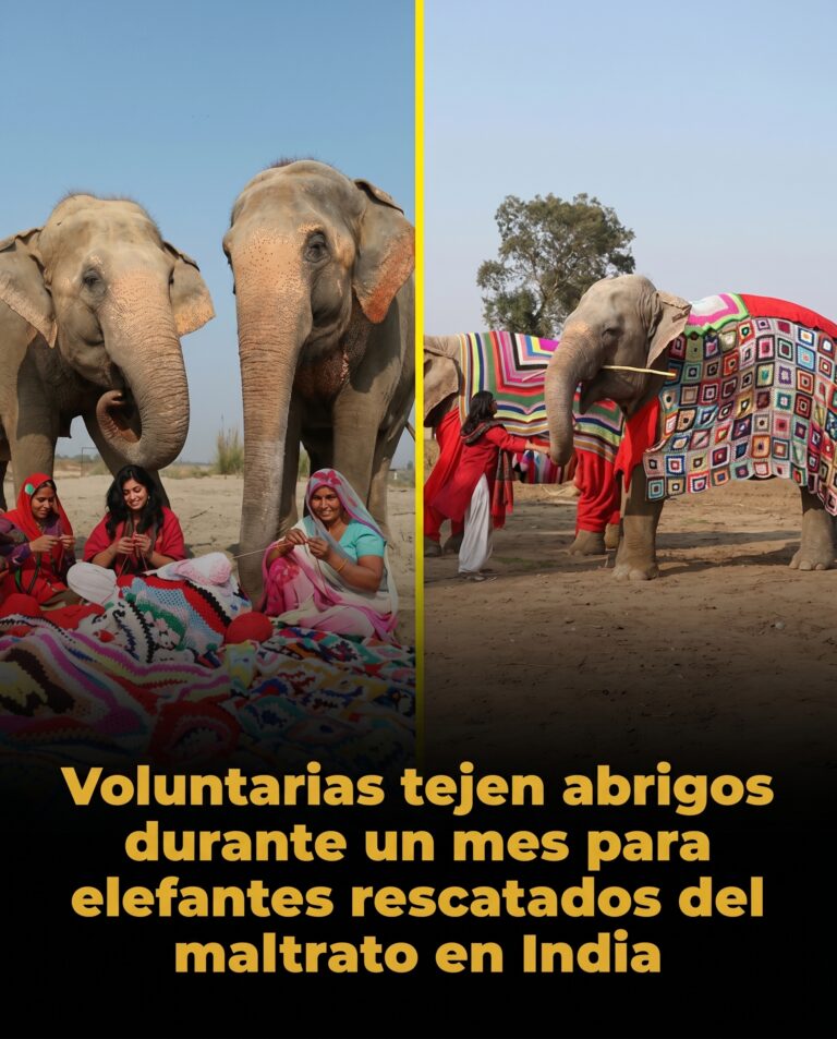 Los gigantes que vuelven a sonreír: los elefantes rescatados que reciben abrigos tejidos a mano para enfrentar el invierno