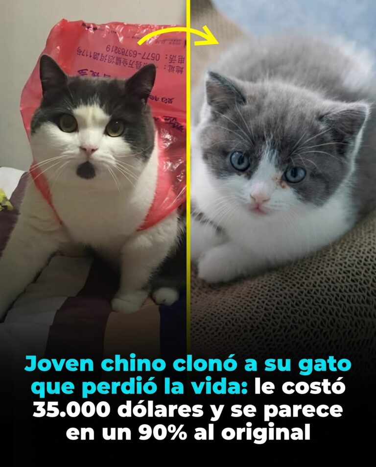 Pagó 35.000 dólares para volver a ver a su gato: la historia del primer felino clonado de China