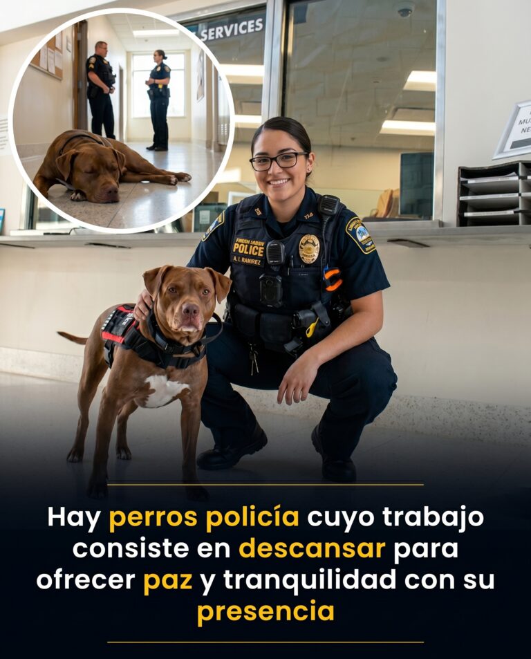 El perro que parecía estar durmiendo en el trabajo, pero cumplía una de las misiones más importantes de todas