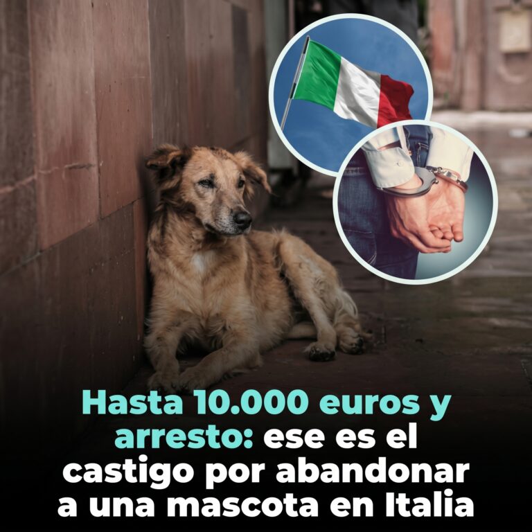 Abandonar una mascota puede llevarte ante la justicia: el país que endureció las penas contra quienes dejan a sus animales
