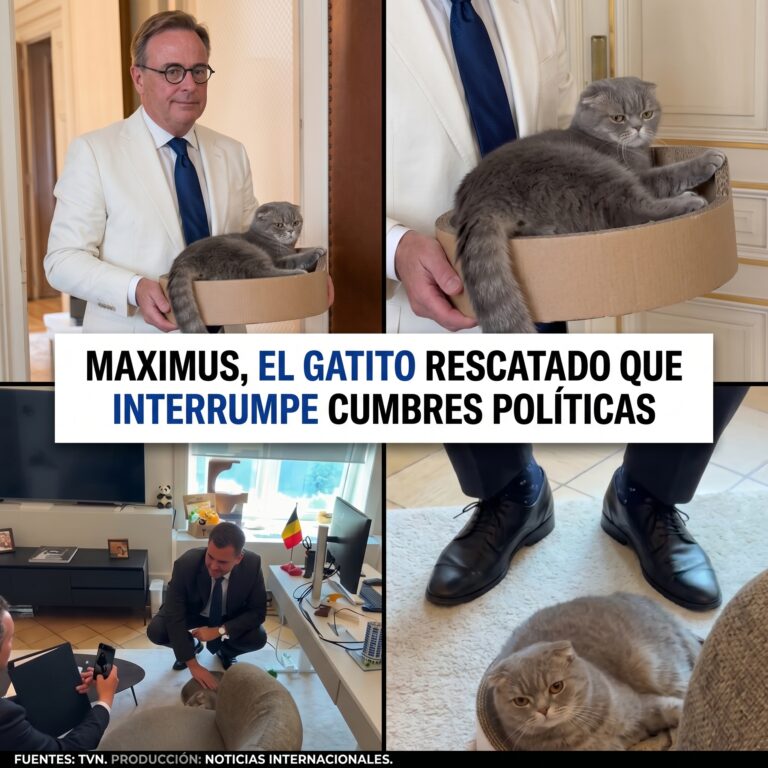 El Gato que Conquistó la Política Belga: La Sorprendente Historia de Maximus, la Mascota que se Robó el Protagonismo