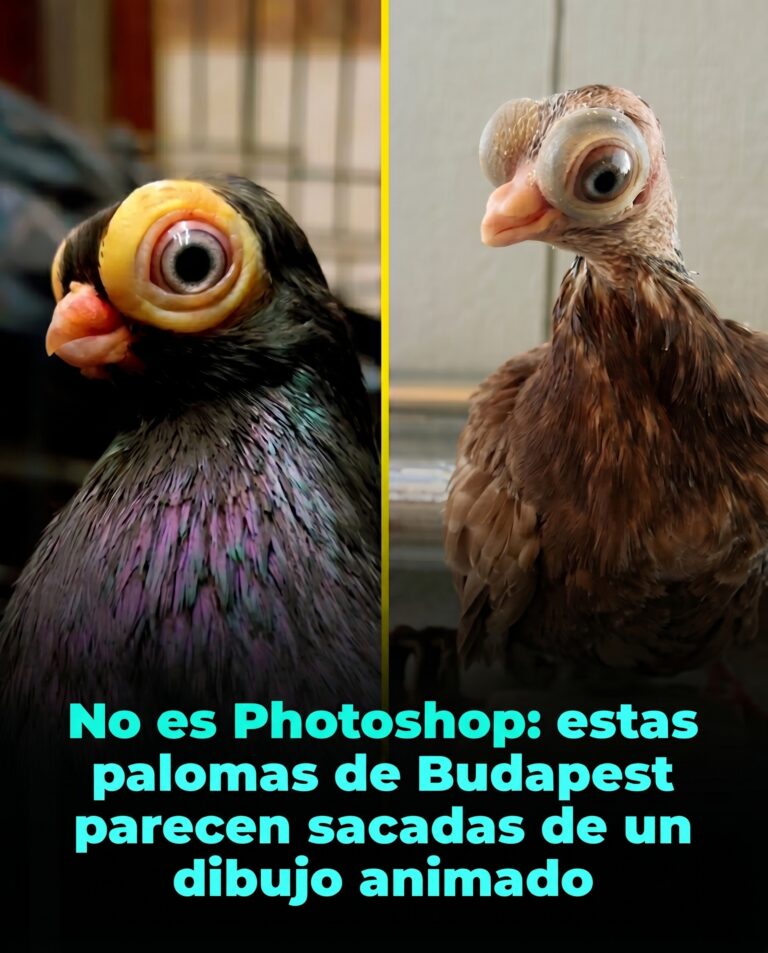 Las palomas que parecen personajes de caricatura: la curiosa raza húngara que sorprende a internet