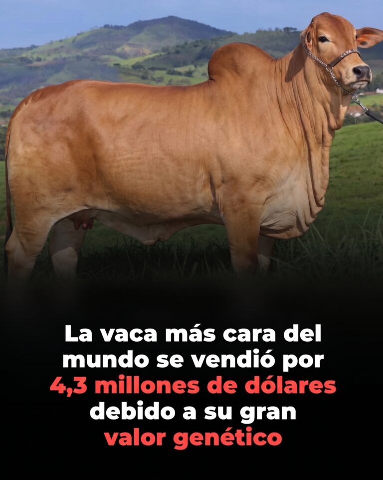 Viatina-19 FIV Mara Imóveis: La Joya Genética que Revolucionó el Mercado Ganadero Mundial.