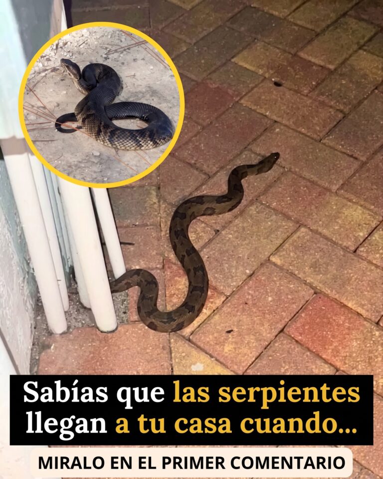 ¿Qué significa encontrar una serpiente en tu hogar? La ciencia explica este inquietante encuentro